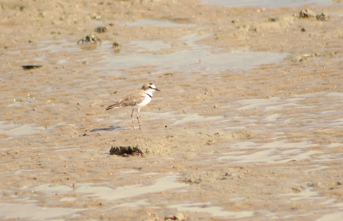 Collared Plover - ML66531961