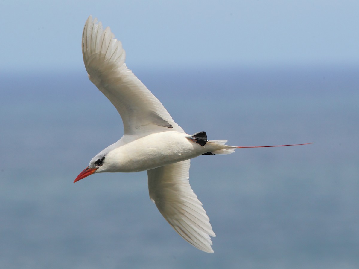 Red-tailed Tropicbird - ML66532101