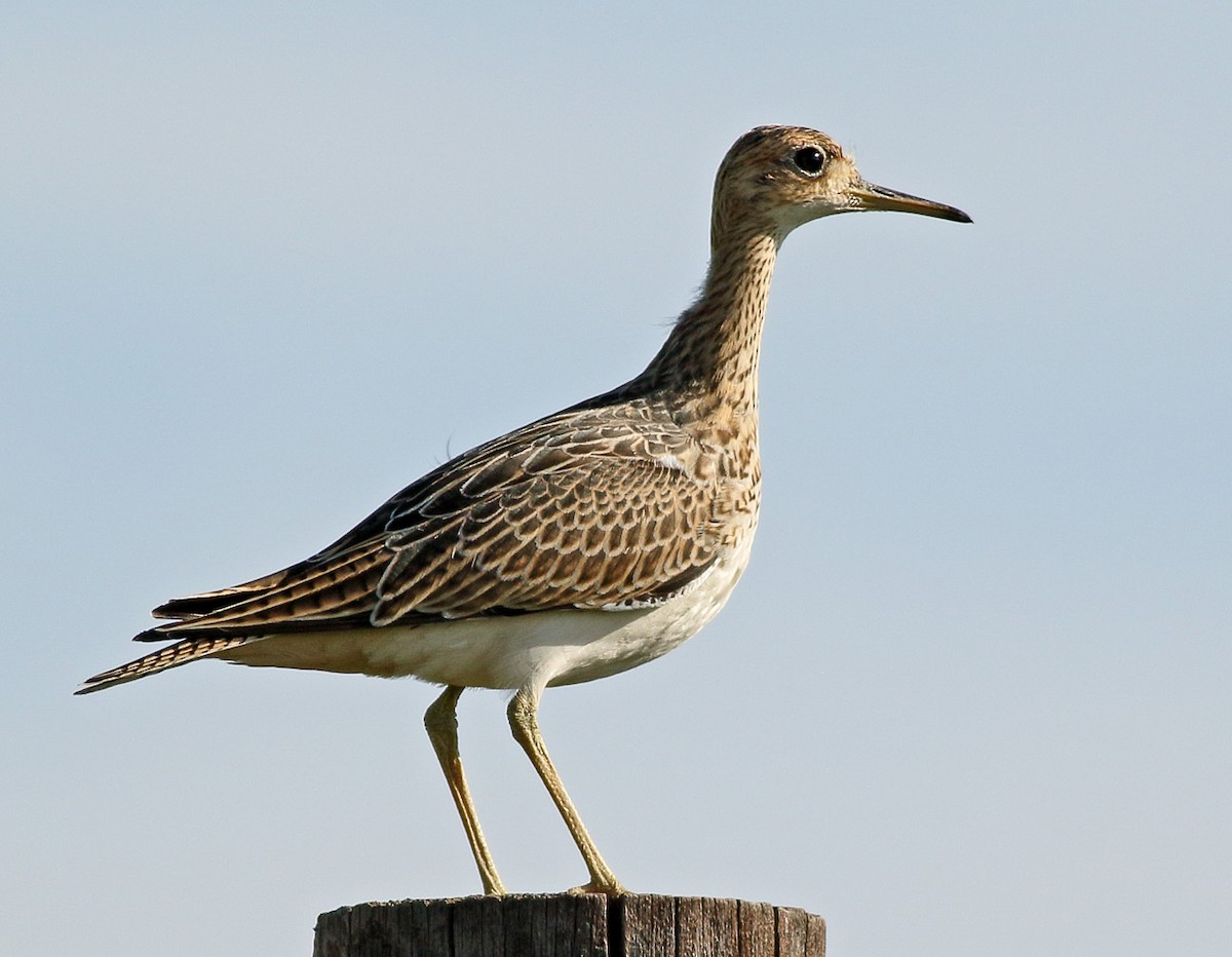 Upland Sandpiper - Robb Hinds