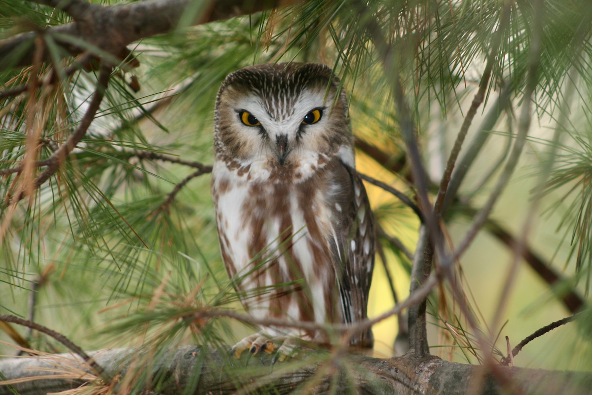 Northern Saw-whet Owl - James  Burk