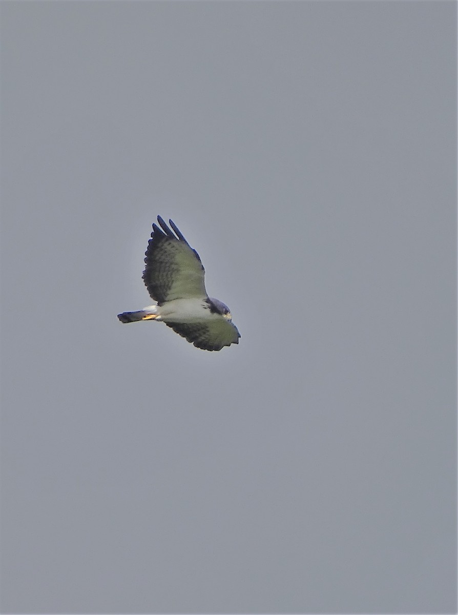 Short-tailed Hawk - Alfonso Auerbach