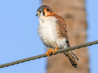 アメリカチョウゲンボウ - eBird
