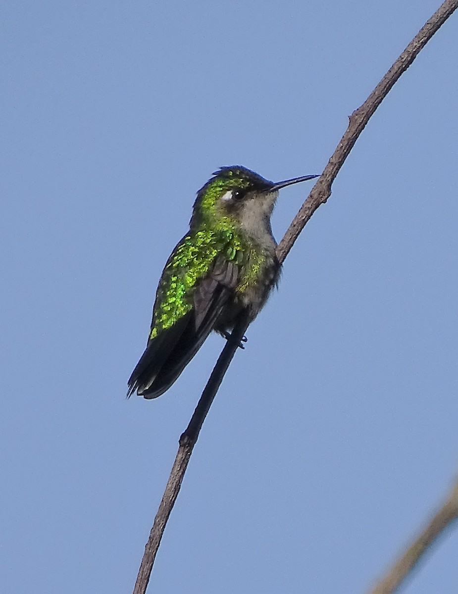 Emerald-chinned Hummingbird - ML66545191