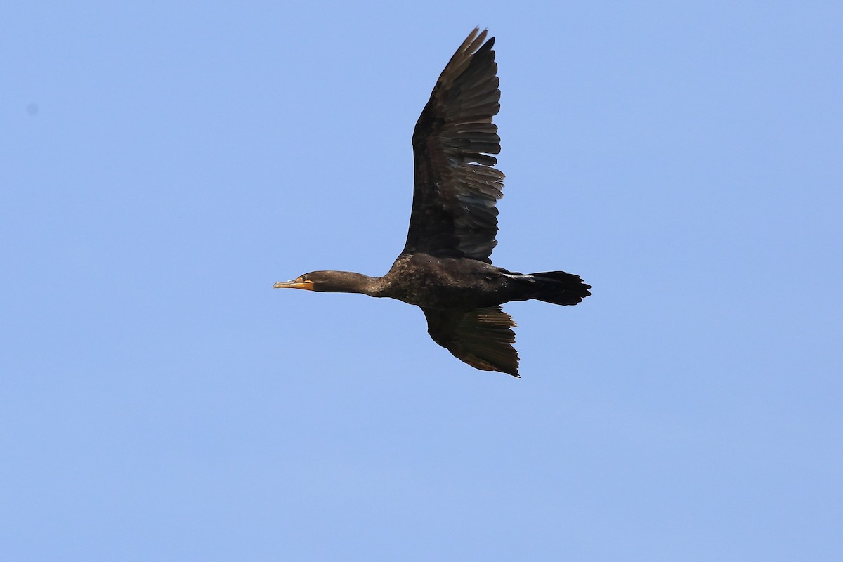Double-crested Cormorant - John Mercer
