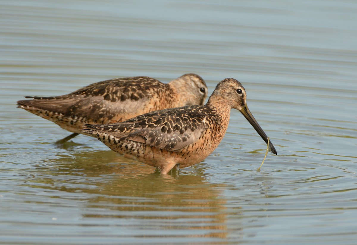 Long-billed Dowitcher - ML66548351