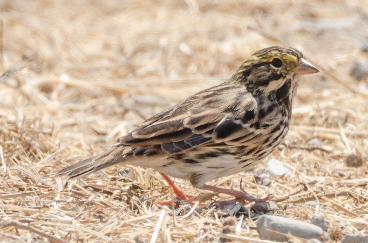 Savannah Sparrow - ML66550511