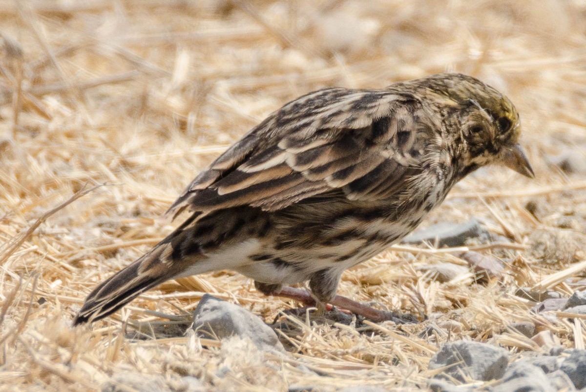 Savannah Sparrow - ML66550531