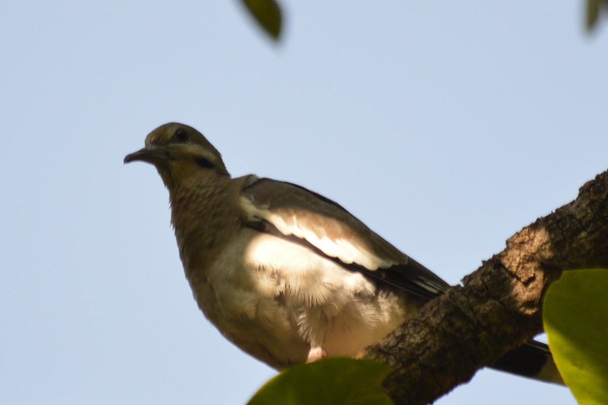 White-winged Dove - Carlos Mancera (Tuxtla Birding Club)
