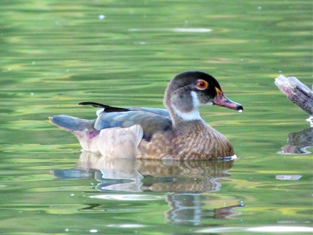 Wood Duck - Cody Russell