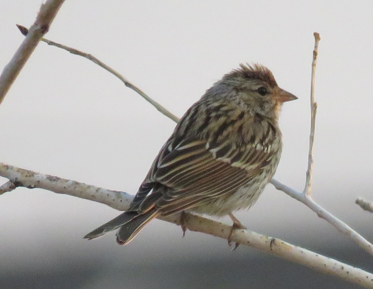 Chipping Sparrow - ML66553501