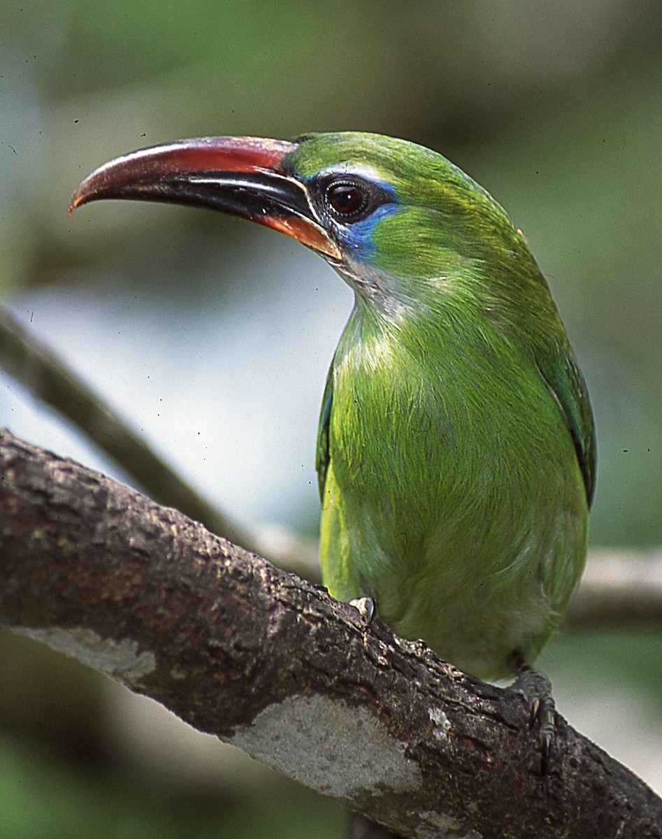 Groove-billed Toucanet (Groove-billed) - ML66558231