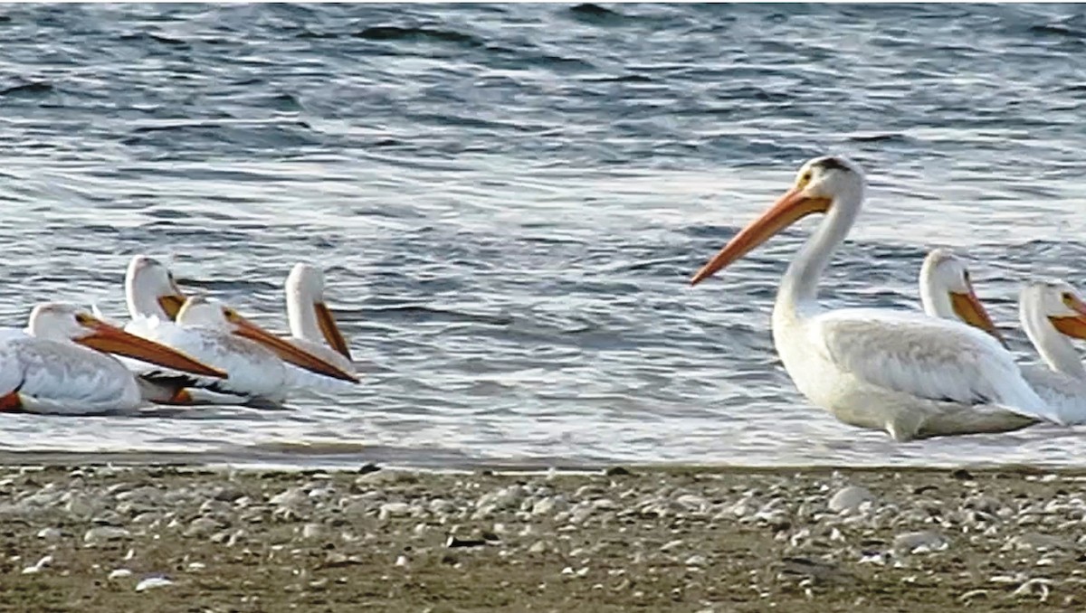 pelikán severoamerický - ML66558741