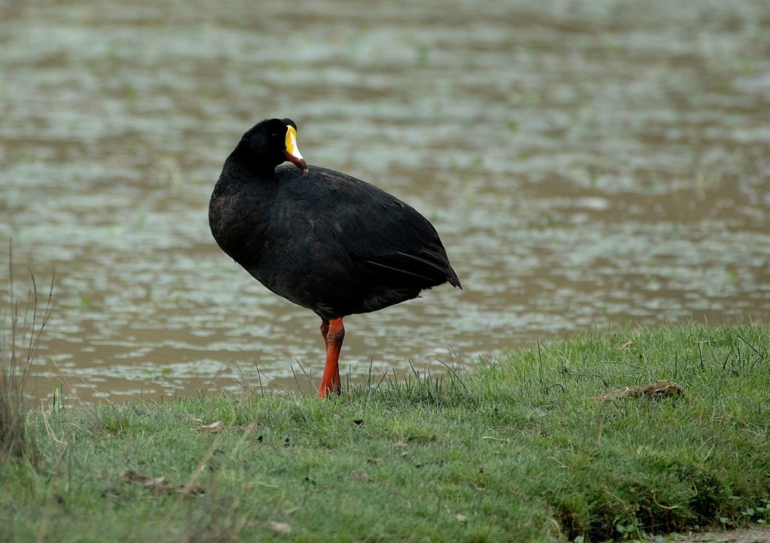 Giant Coot - ML66558891