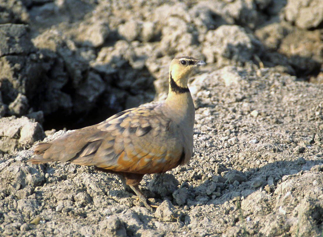 Yellow-throated Sandgrouse - ML66565001