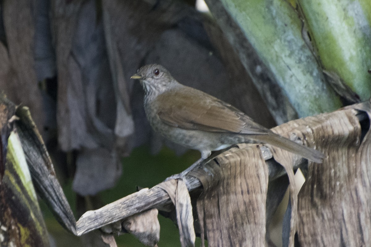 Pale-breasted Thrush - ML66566611