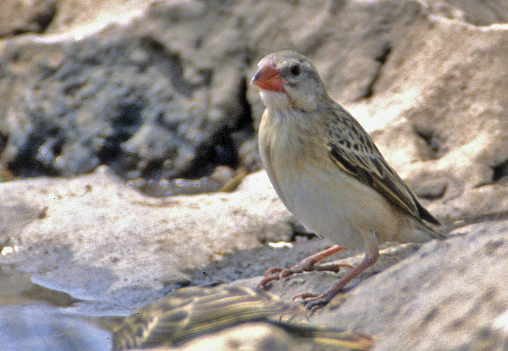 Red-billed Quelea - Don Roberson