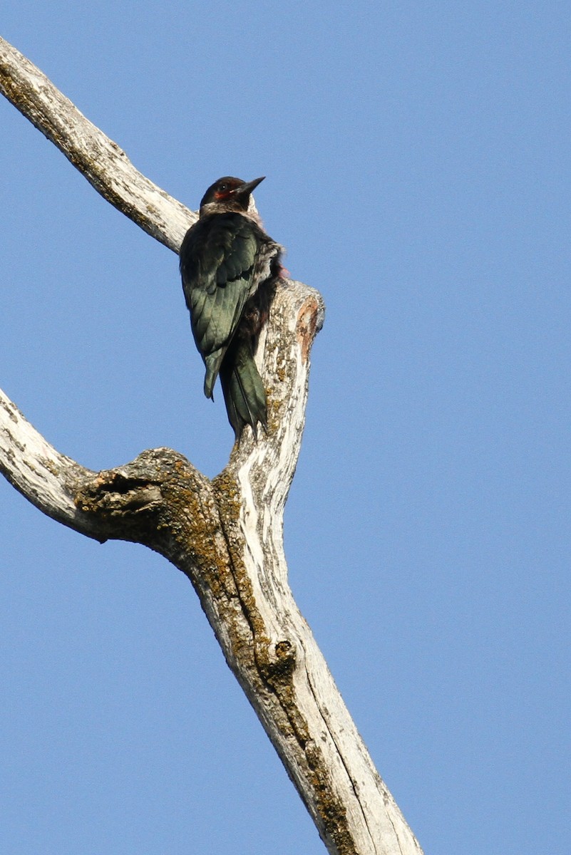 Lewis's Woodpecker - ML66569191