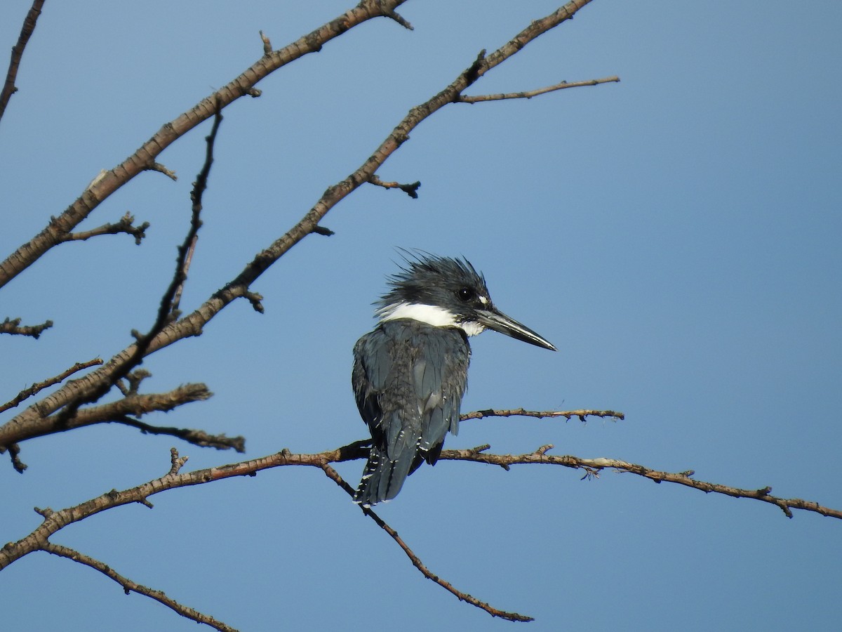 Belted Kingfisher - ML66569691