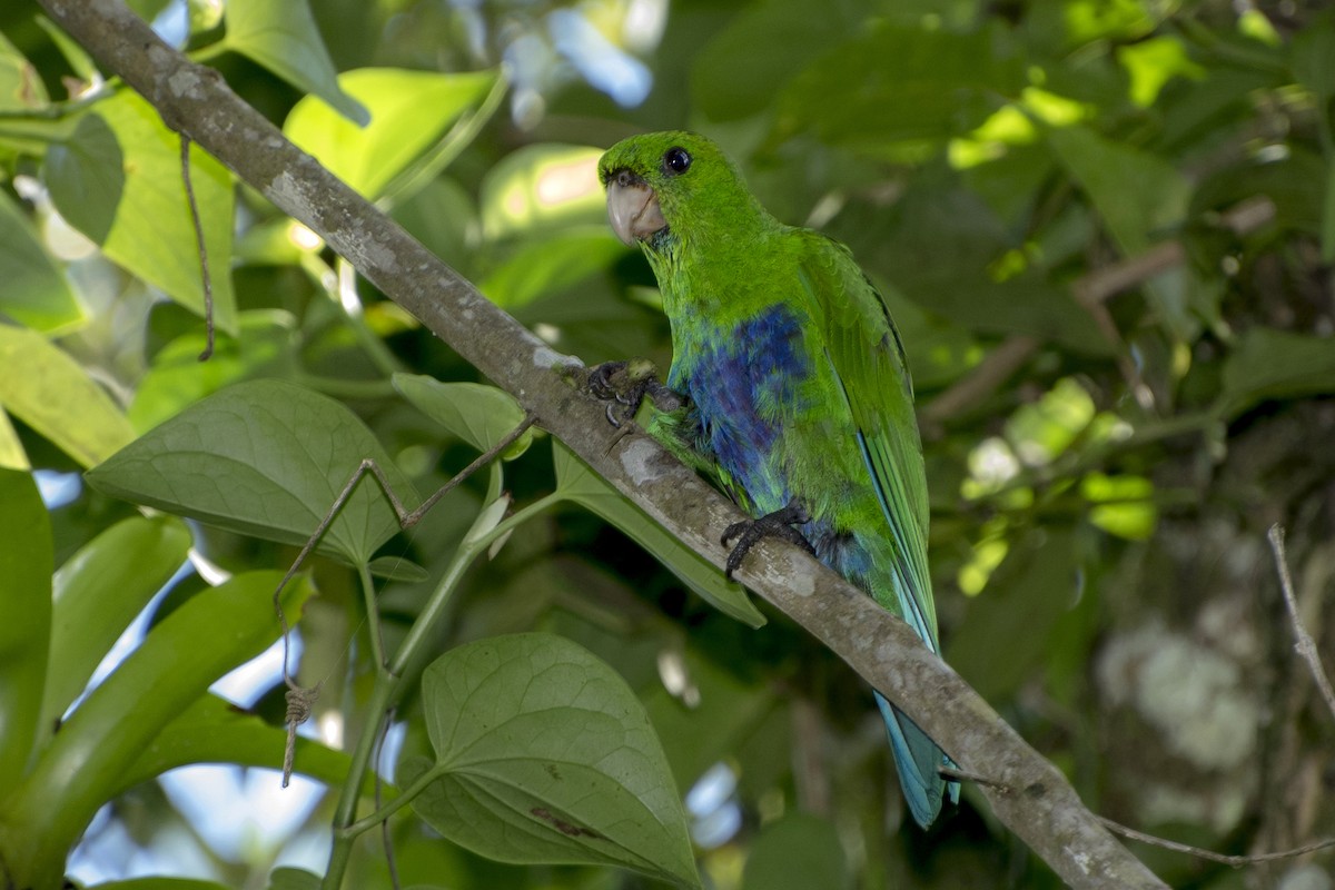 Blue-bellied Parrot - Luiz Carlos Ramassotti