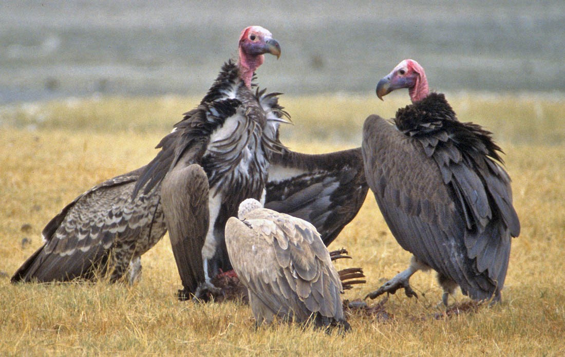 Lappet-faced Vulture - Don Roberson