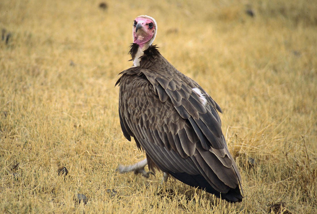 Hooded Vulture - Don Roberson