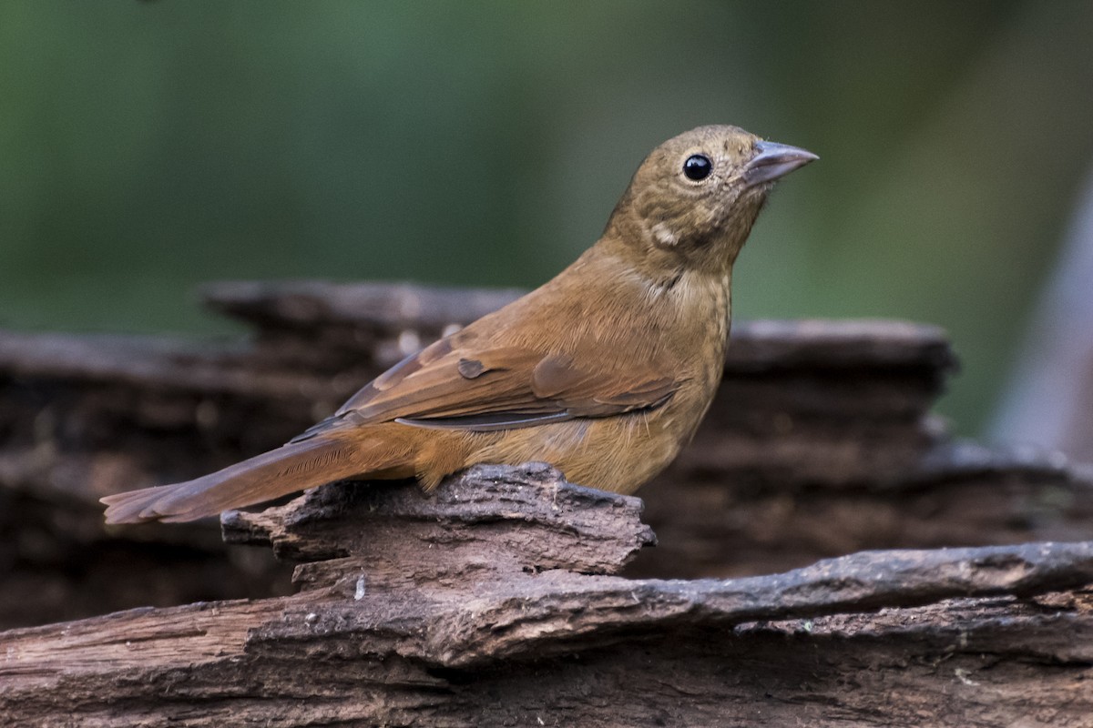 Ruby-crowned Tanager - ML66571451