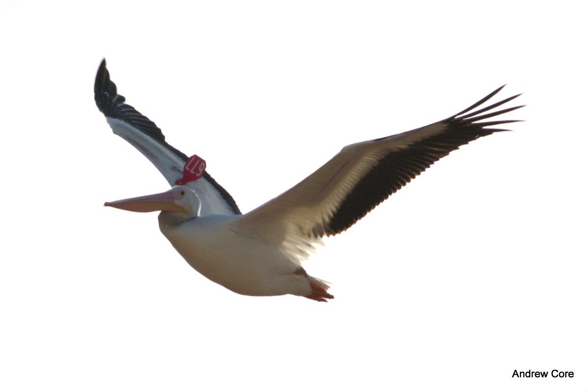 American White Pelican - ML66572151