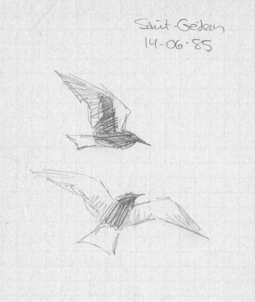 White-winged Tern - ML66573491