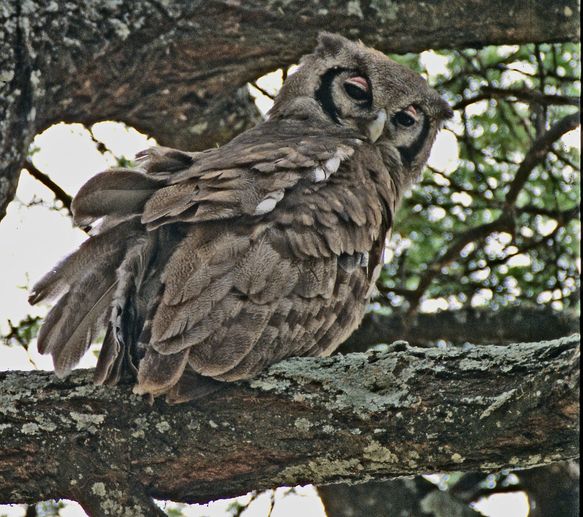 Verreaux's Eagle-Owl - Don Roberson