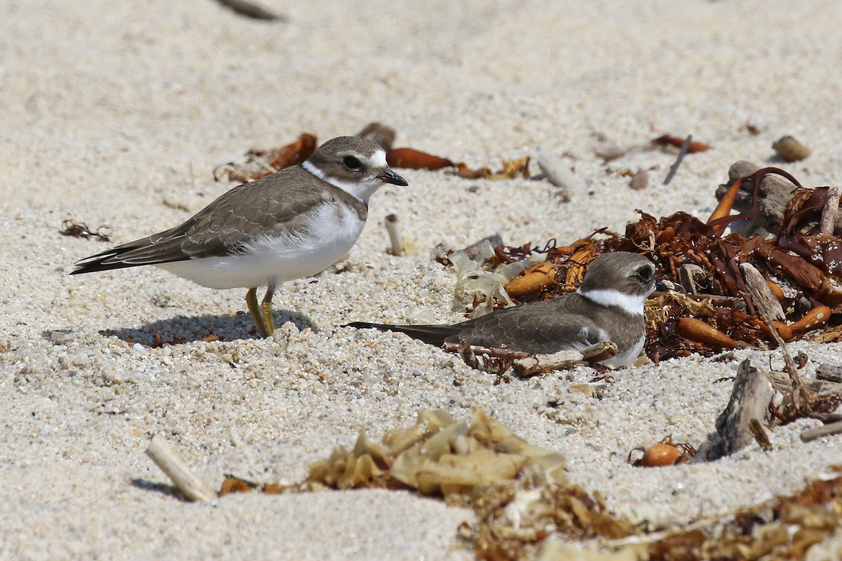 Semipalmated Plover - ML66576081