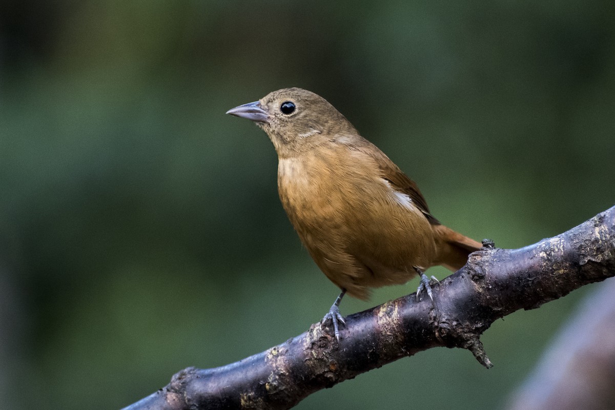 Ruby-crowned Tanager - Luiz Carlos Ramassotti