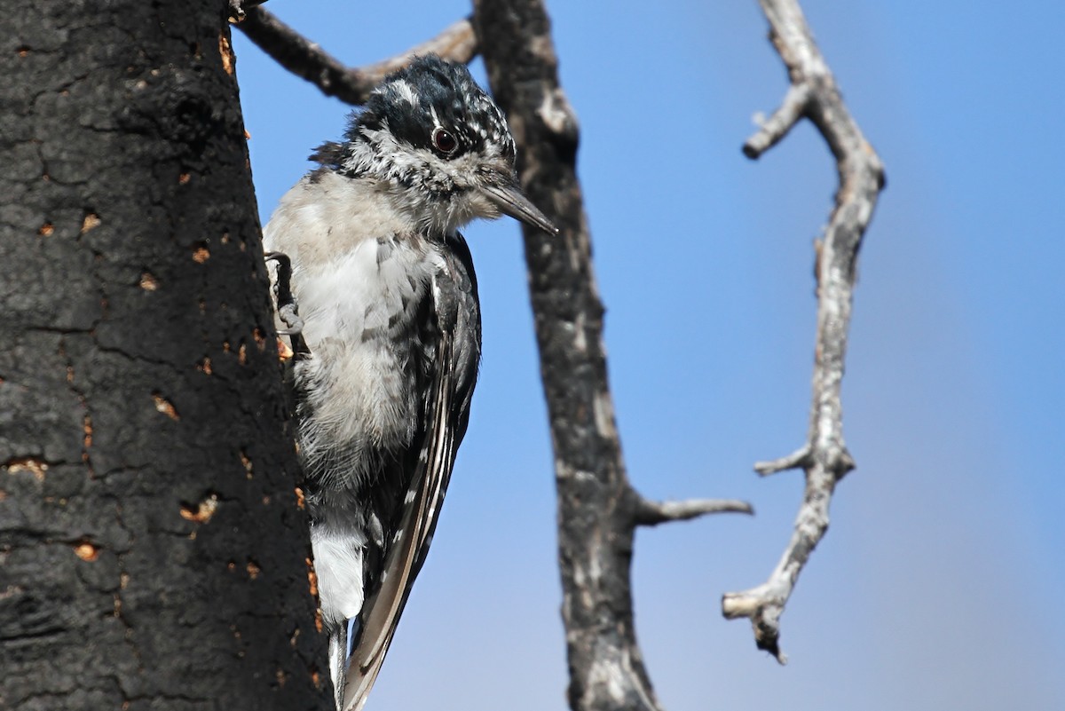 American Three-toed Woodpecker (Rocky Mts.) - ML66580181