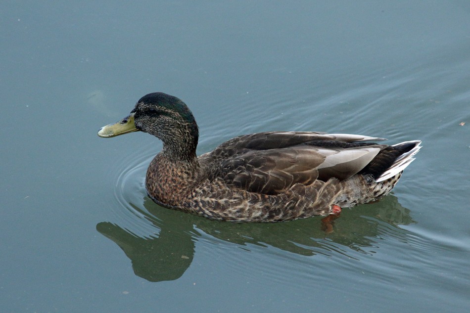 Mallard x American Black Duck (hybrid) - ML66585461