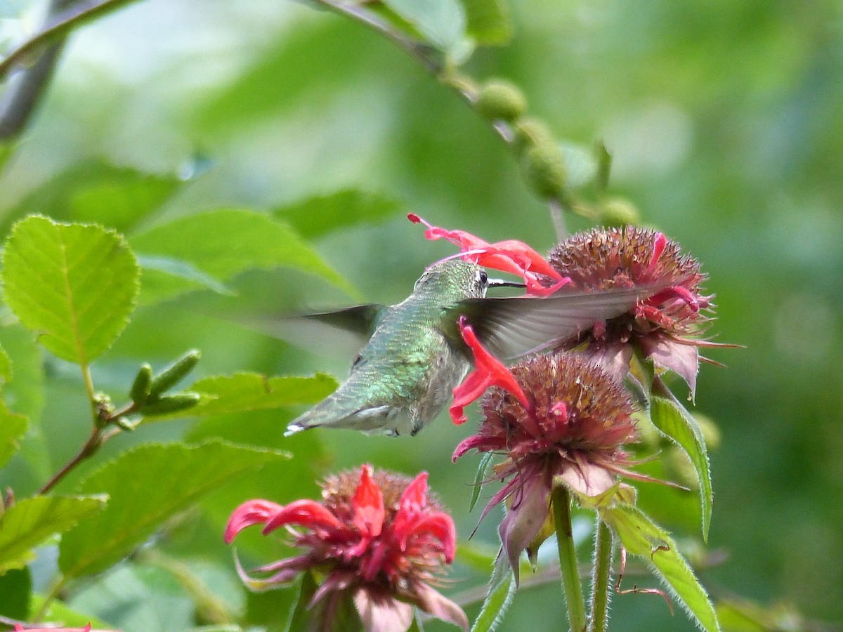 Ruby-throated Hummingbird - ML66587131