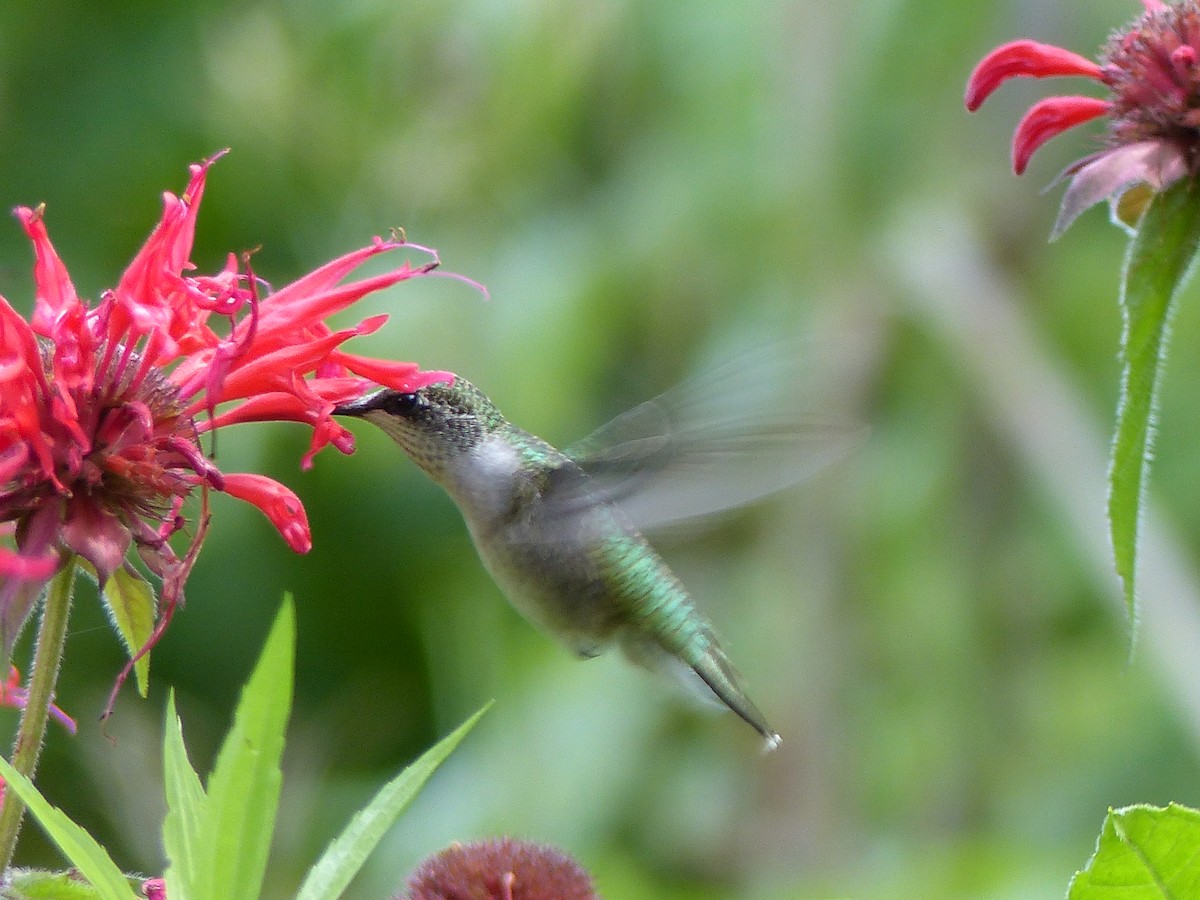 Ruby-throated Hummingbird - Réjean Deschênes