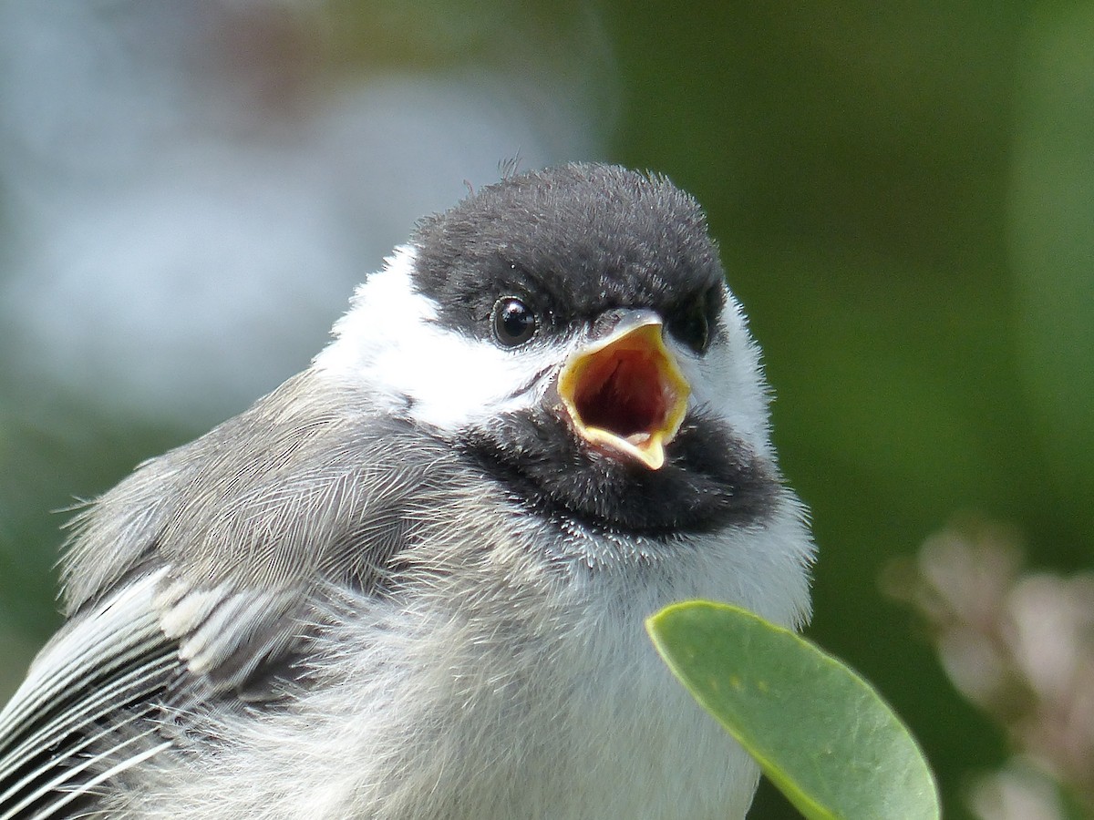 Black-capped Chickadee - Réjean Deschênes