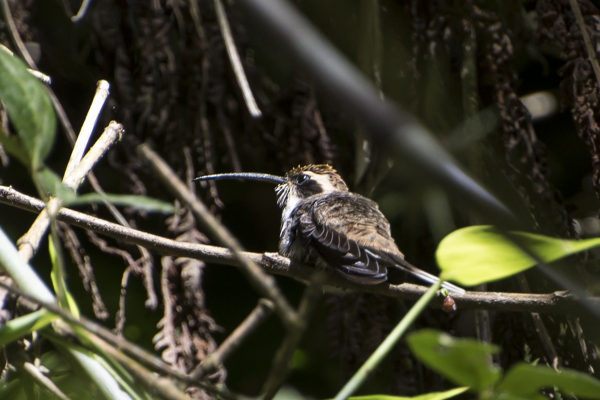 Scale-throated Hermit - ML66587951