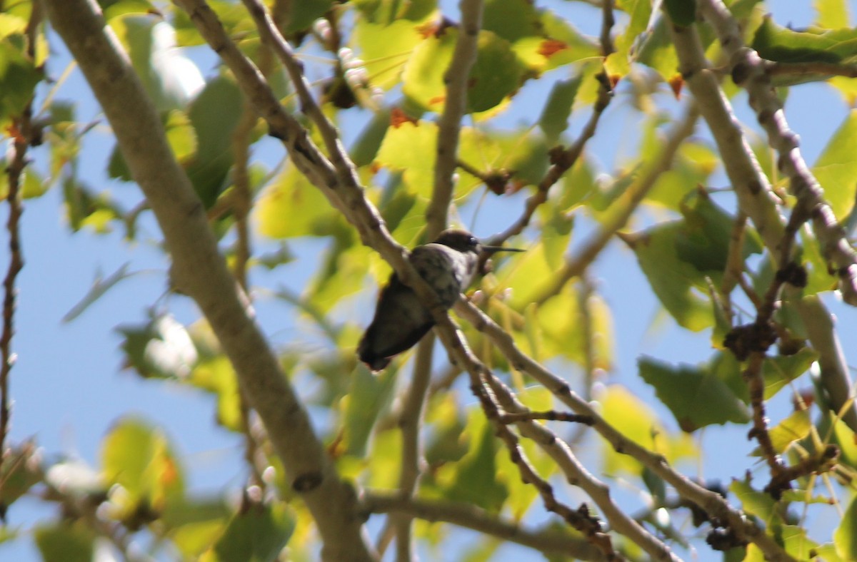 hummingbird sp. - ML66590971