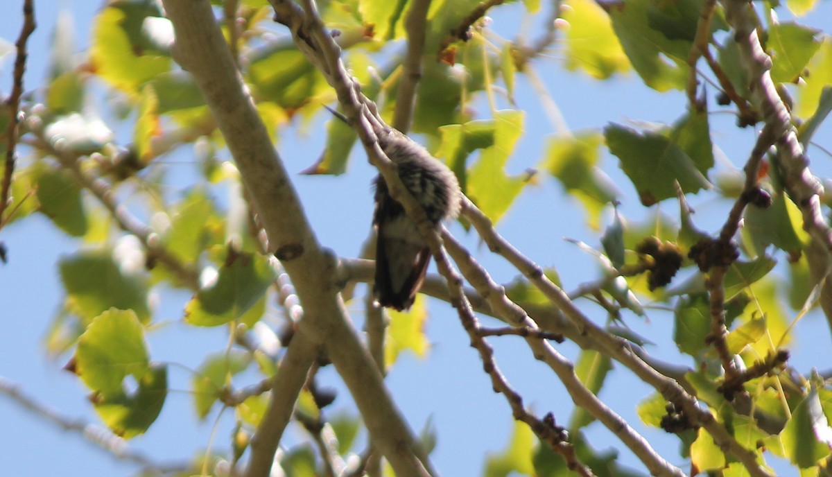 hummingbird sp. - ML66590981