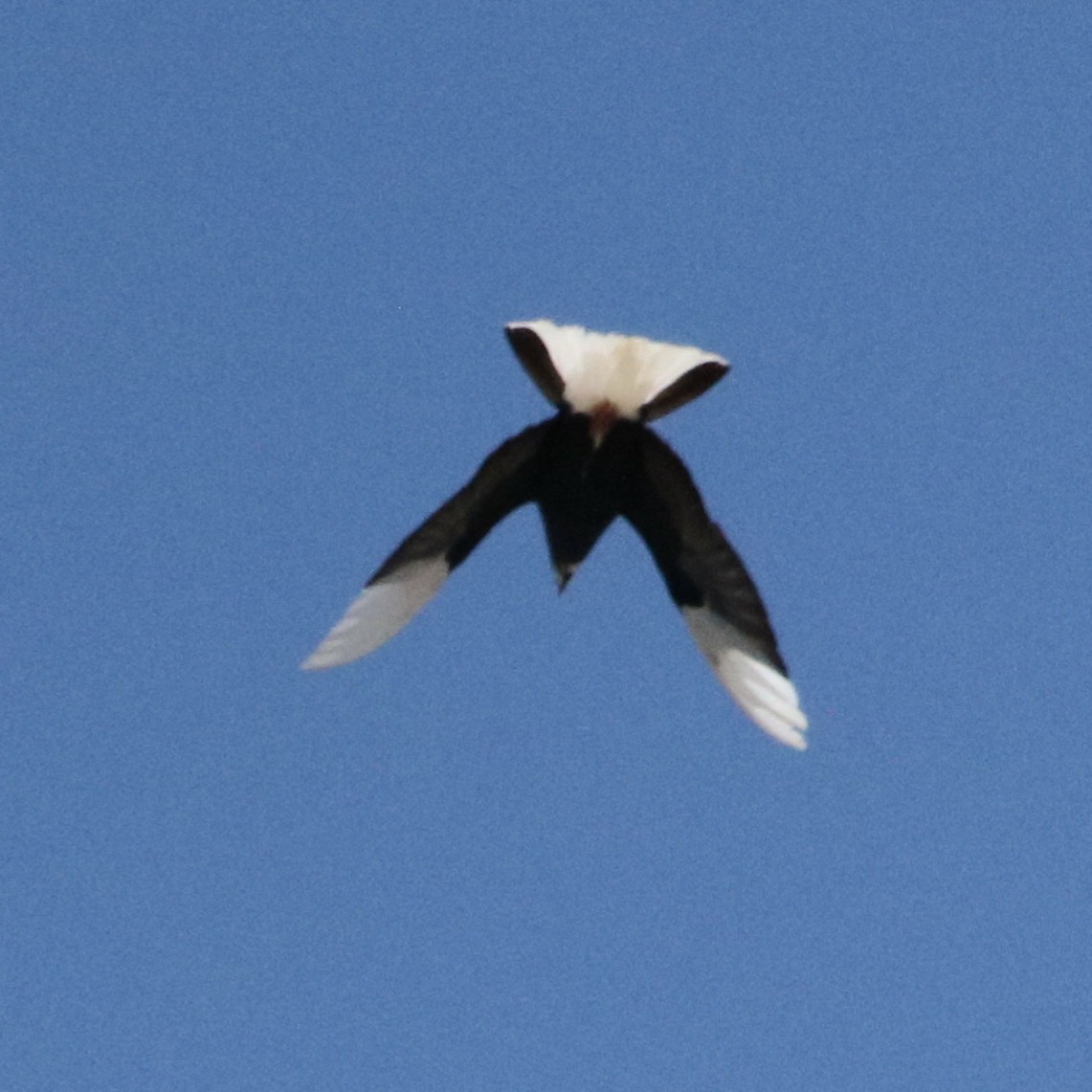 Rock Pigeon (Feral Pigeon) - ML66591891