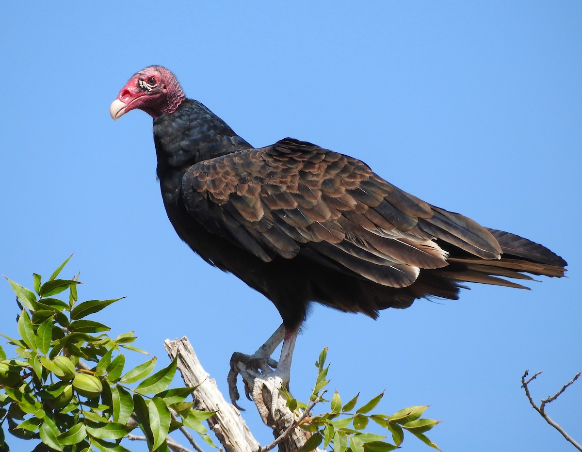 Turkey Vulture - Karen Hardie