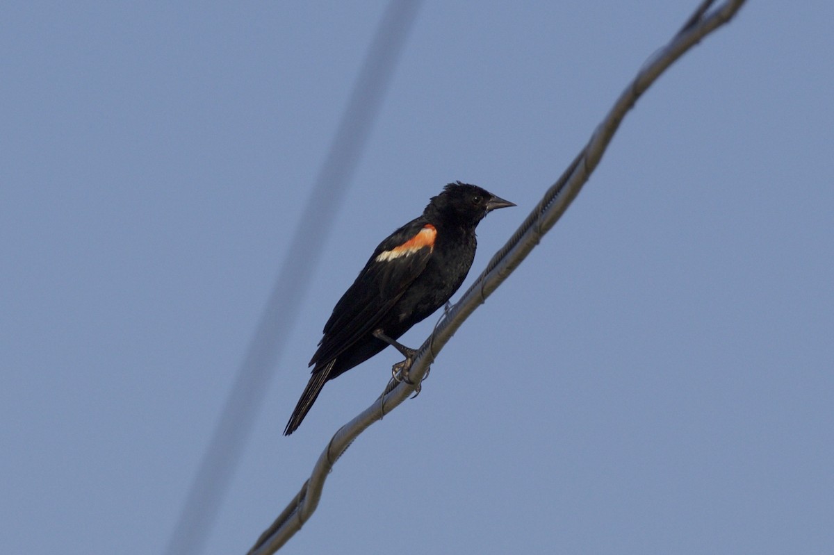 Red-winged Blackbird - ML66593971