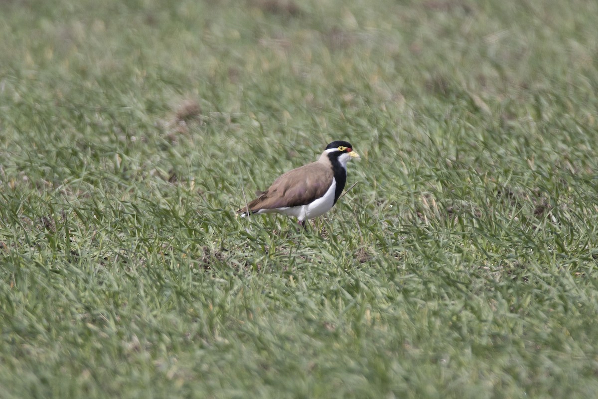 Banded Lapwing - John Cantwell