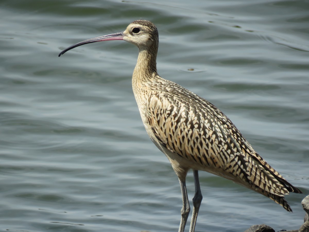 Long-billed Curlew - ML66597701