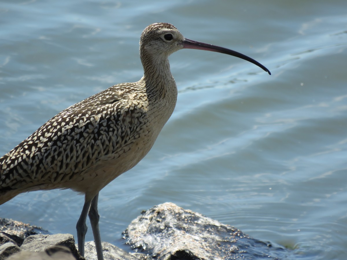 Long-billed Curlew - ML66597991