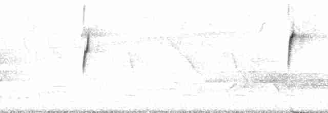 Мухоїд світлогорлий (підвид exortivus) - ML66598