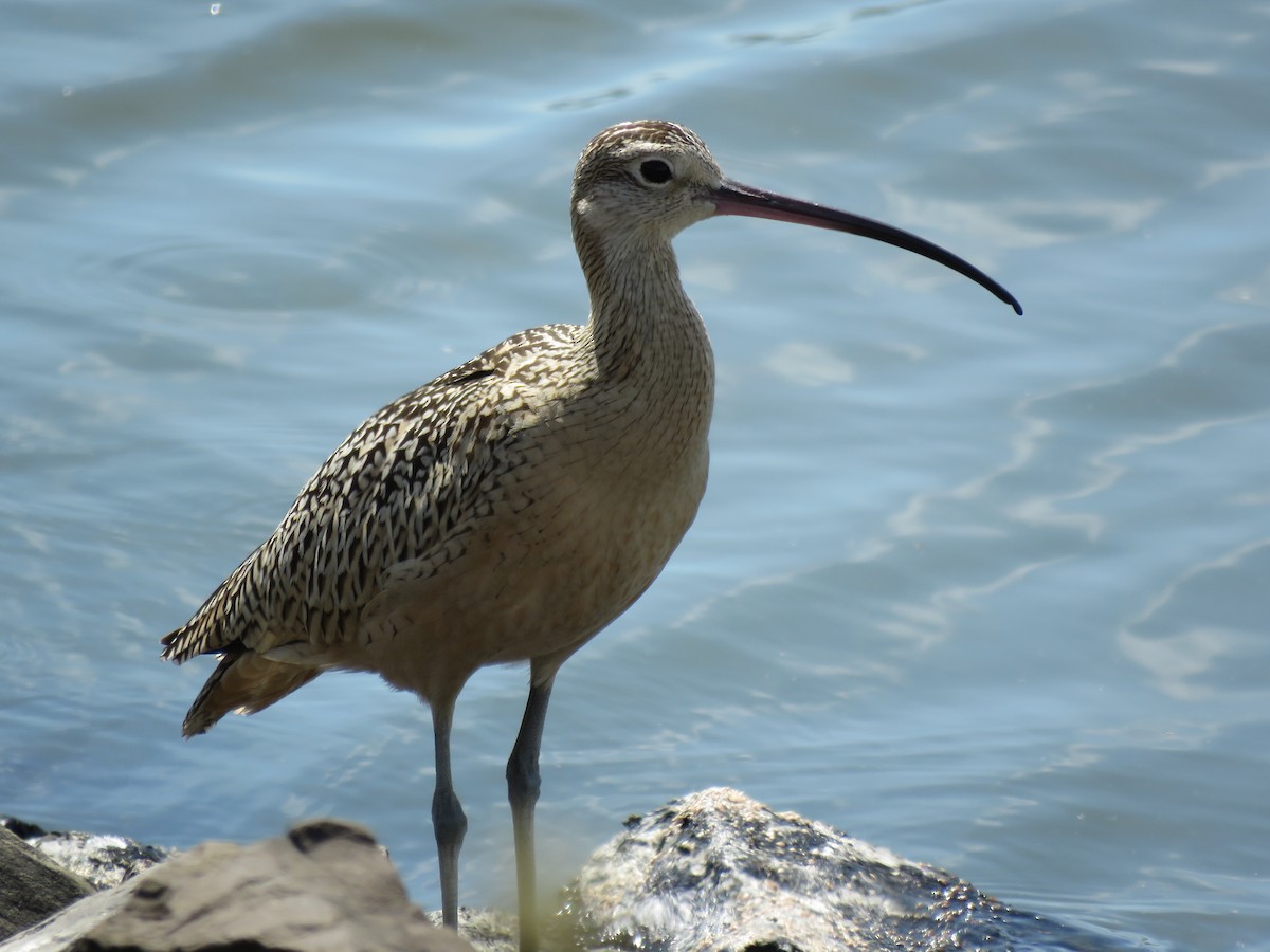 Long-billed Curlew - ML66598071