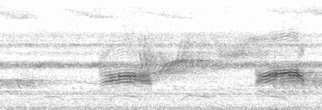 ハマダラヒラハシハエトリ（examinatus） - ML66599