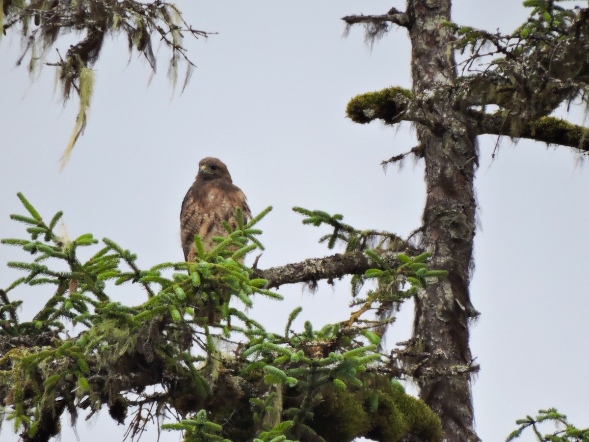 Red-tailed Hawk (calurus/alascensis) - Amy Clark Courtney