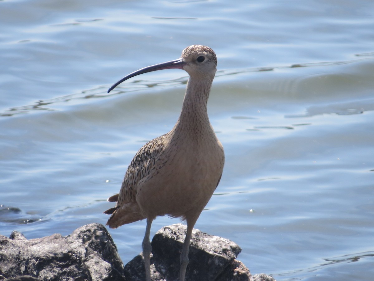 Long-billed Curlew - ML66600861